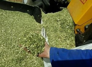 Black Wattle Grindings