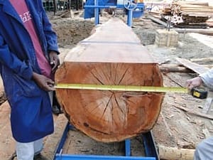 Sawmill 750mm log mounted on saw bed Sawmill 750mm log mounted on saw bed