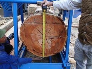 Sawmill 750mm diameter log loaded ready for cutting Sawmill 750mm diameter log loaded ready for cutting