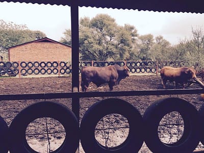 Cattle waiting for their feed!
