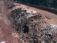 Citrus waste organised in rows before starting to turn