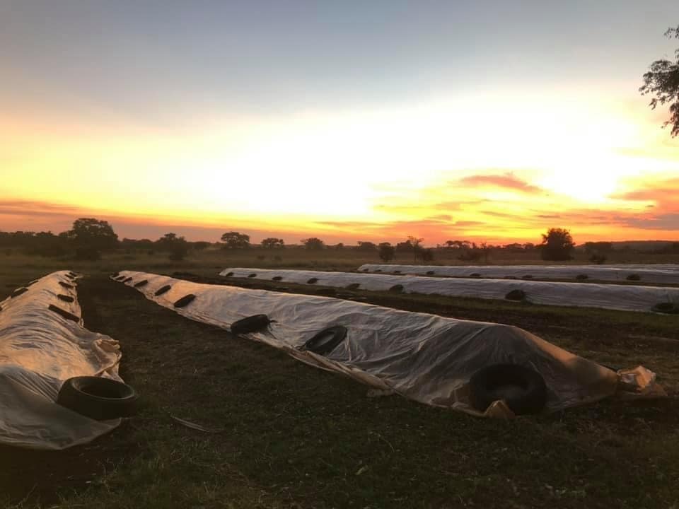 Eco Biz Zambia Compost Rows Maturing